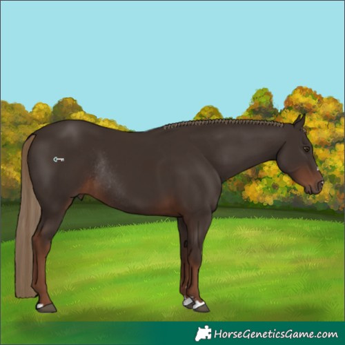 Horse Color:Liver Chestnut Rabicano 