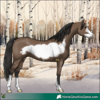 Horse Color:Liver Red Dun Frame 