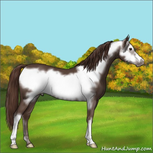 Horse Color:Liver Red Roan Frame 