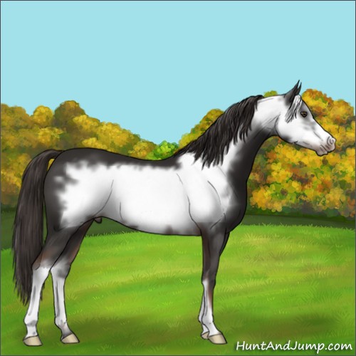 Horse Color:Liver Chestnut Frame 