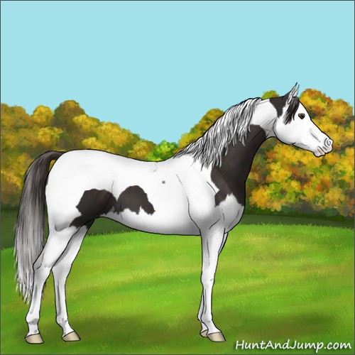 Horse Color:Liver Chestnut Splash Tobiano 