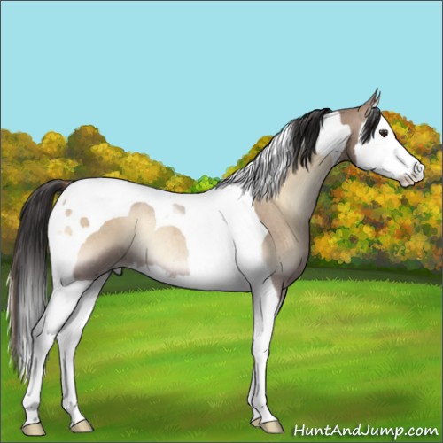 Horse Color:Liver Red Dun Roan Onyx Splash Tobiano Rabicano 