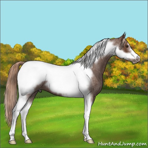 Horse Color:Liver Red Roan Tobiano Frame 