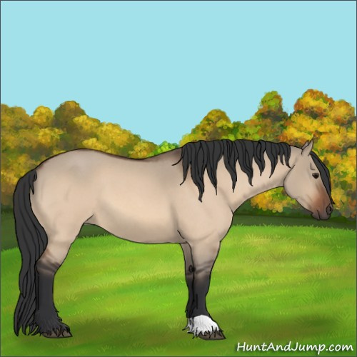 Horse Color:Bay Roan Dun 