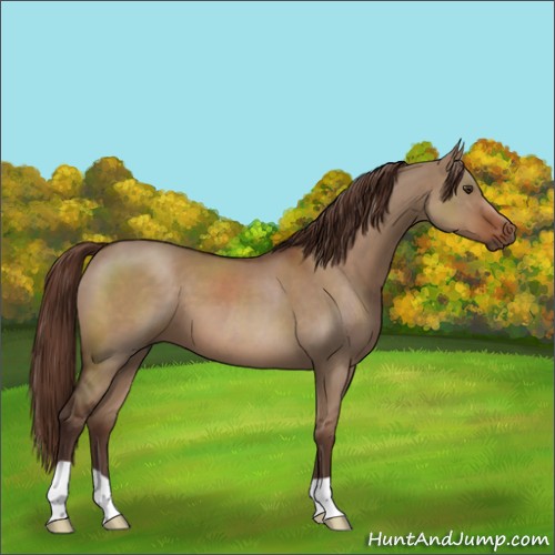 Horse Color:Liver Red Dun 