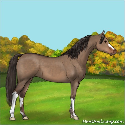 Horse Color:Liver Red Dun 