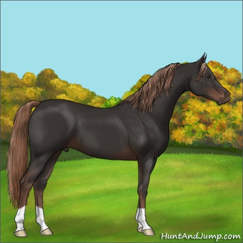 Horse Color:Liver Chestnut 