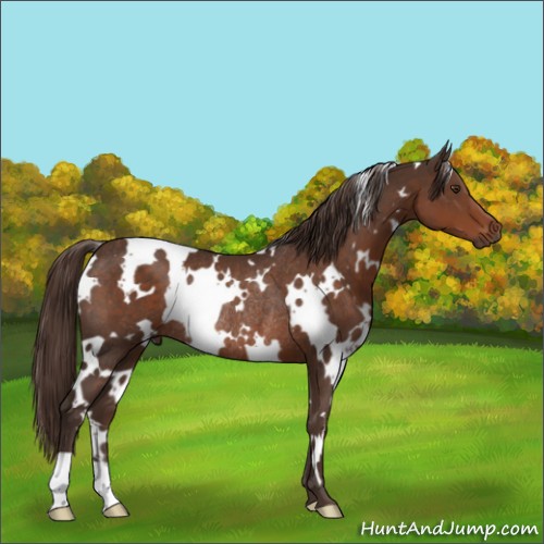 Horse Color:White Spotted Liver Chestnut Rabicano 