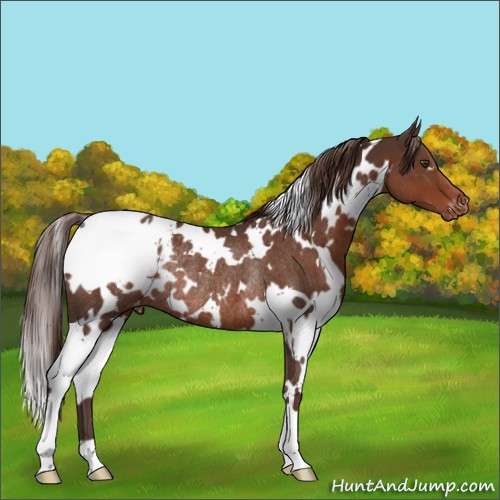 Horse Color:White Spotted Liver Chestnut Appaloosa Rabicano 