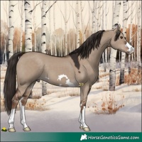 Horse Color:Liver Red Dun