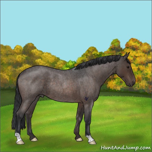 Horse Color:Brown Roan Rabicano 
