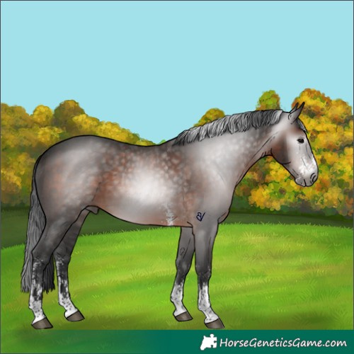 Horse Color:Gray Brown Sabino Rabicano 