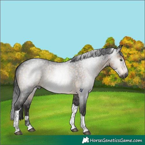 Horse Color:Gray Buckskin Roan Tobiano Rabicano 