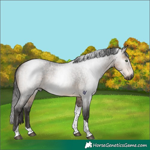 Horse Color:Gray Buckskin Roan Tobiano Rabicano 