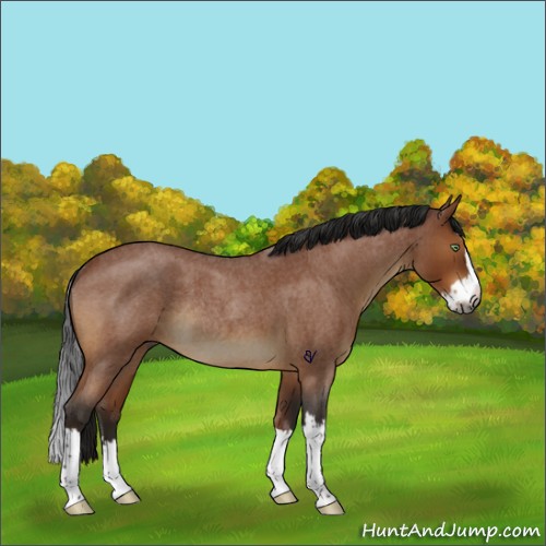 Horse Color:Gray Buckskin Roan Sabino Splash Rabicano 