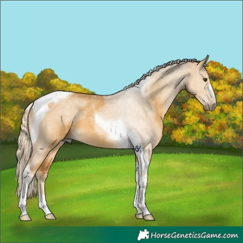 Horse Color:Palomino Dun Tobiano 