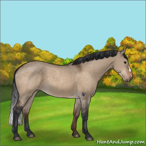 Horse Color:Brown Dun 