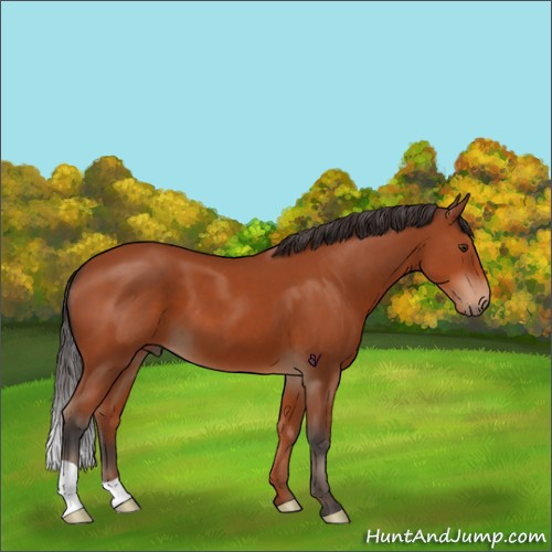 Horse Color:Brown 