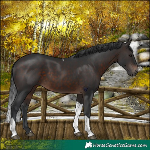 Horse Color:Brown Tobiano 
