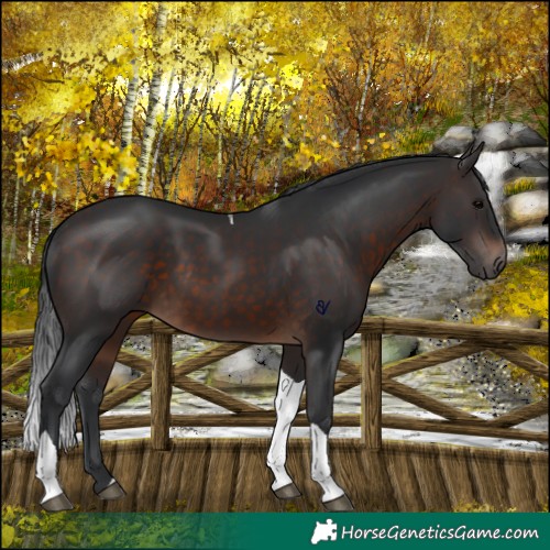 Horse Color:Brown Tobiano