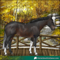 Horse Color:Brown Tobiano 