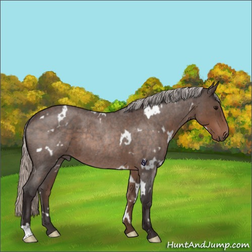 Horse Color:White Spotted Silver Brown Roan Rabicano 