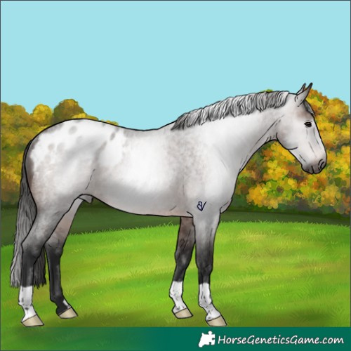 Horse Color:Gray Brown Roan Appaloosa Rabicano 