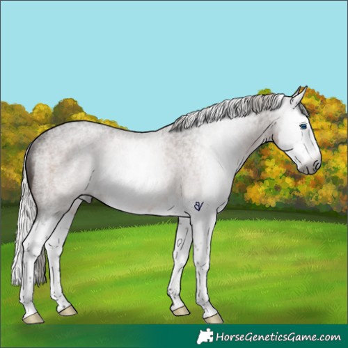 Horse Color:Gray Silver Brown Roan Splash Rabicano 