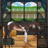 Horse Color:Brown Tobiano Rabicano 