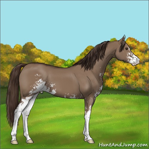 Horse Color:Liver Red Dun Sabino Varnish 