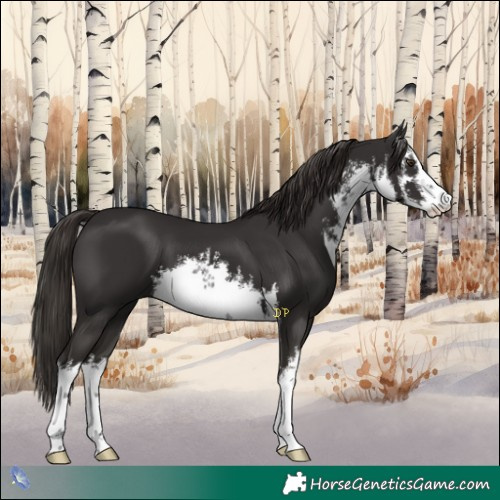 Horse Color:White Spotted Liver Chestnut 