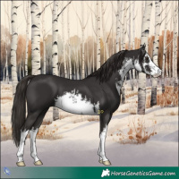 Horse Color:White Spotted Liver Chestnut