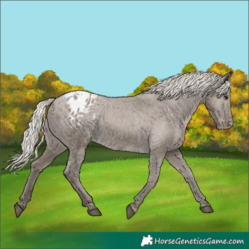 Horse Color:Silver Grullo Appaloosa 
