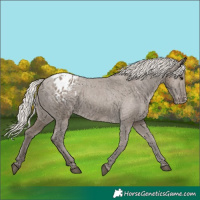 Horse Color:Silver Grullo Appaloosa 