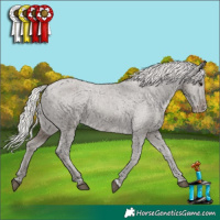 Horse Color:Silver Black Appaloosa