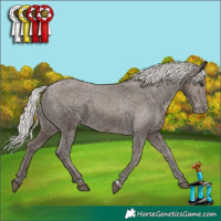 Horse Color:Silver Black Appaloosa 