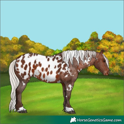 Horse Color:White Spotted Silver Brown Appaloosa 