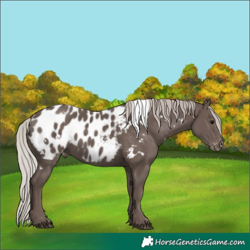 Horse Color:White Spotted Silver Black Appaloosa 