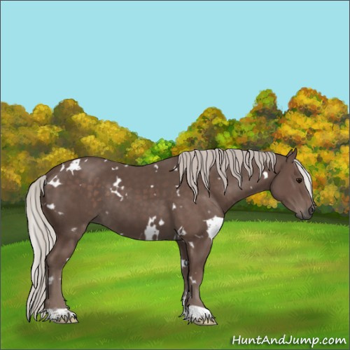 Horse Color:White Spotted Silver Black 