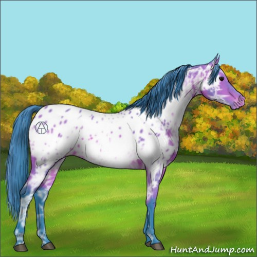 Horse Color:Watercolor Bay Ice Appaloosa 