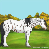 Horse Color:Brown Tobiano Near Leopard 