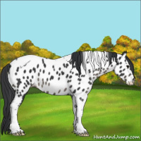 Horse Color:Black Tobiano Appaloosa 