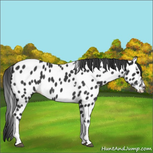 Horse Color:Black Sabino Tobiano Near Leopard