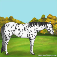 Horse Color:Black Sabino Tobiano Appaloosa 