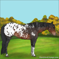 Horse Color:Brown Tobiano Appaloosa Rabicano 