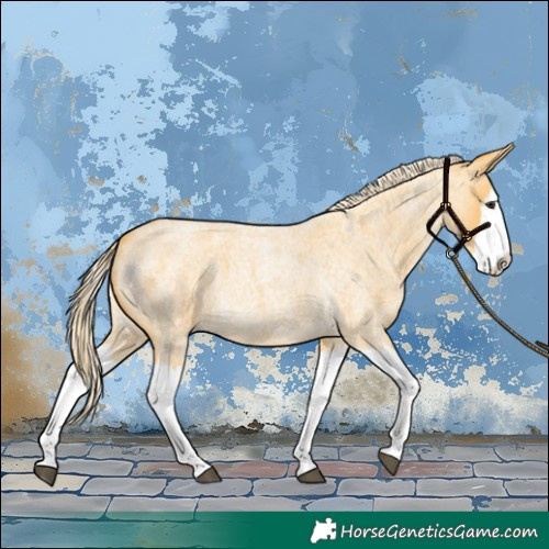 Horse Color:Palomino Roan Splash 
