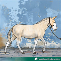 Horse Color:Palomino Roan Splash 