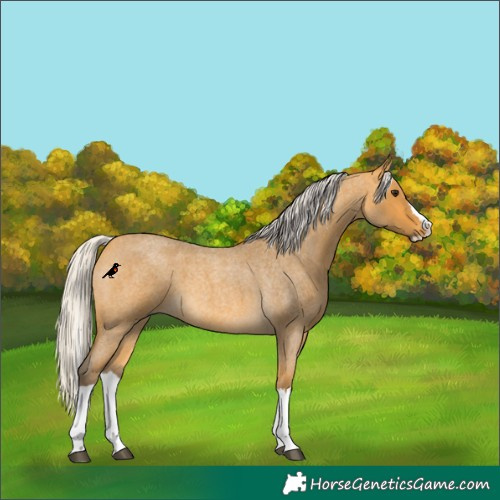 Horse Color:Silver Buckskin Roan Splash