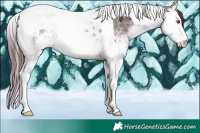 Horse Color:White Spotted Chocolate Brown Chinchilla Splash Tobiano Rabicano 