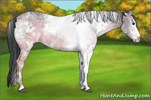 Horse Color:White Spotted Black Ice